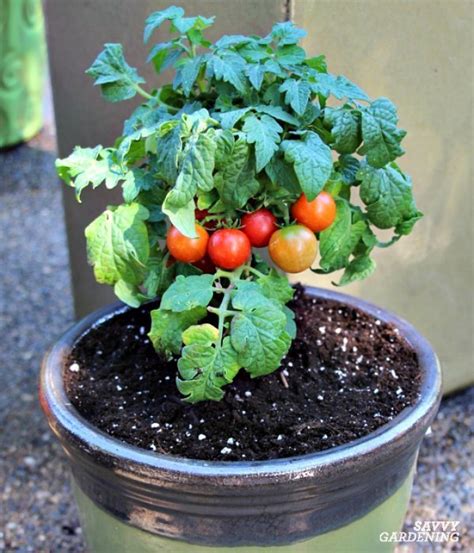 How To Grow Tomatoes In Pots Easy And Useful Tips