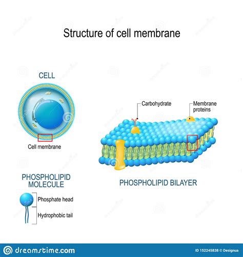 Structure Of Cell Membrane Stock Vector Illustration Of Channel