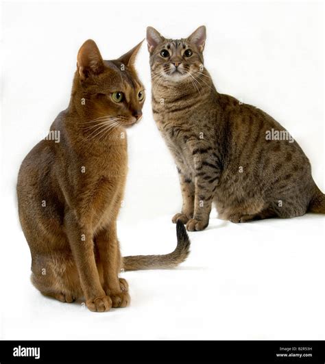2 Cats Sitting Stock Photo Alamy