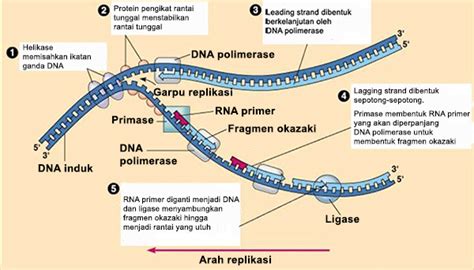 Pengertian Dan Proses Replikasi DNA BRM