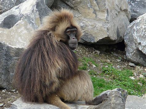 Maybe you would like to learn more about one of these? Zoologischer Garten Zurich in Zurich, Switzerland