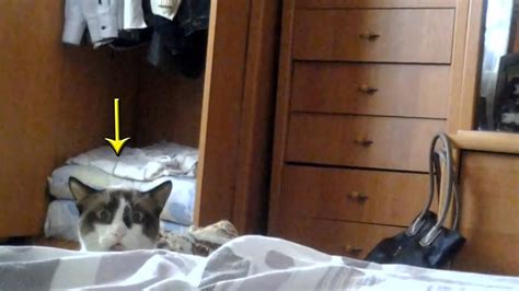 Cat Peeking Over Bed Funny Russian Dramatic Stalking Cat