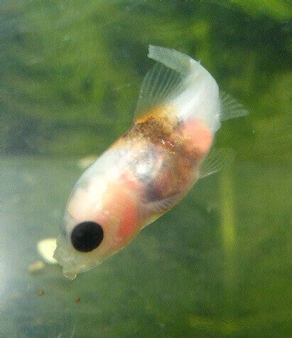 My buddy has a goldfish pond at his house. ماهی قرمز ( کاراسیوس آراتیس):