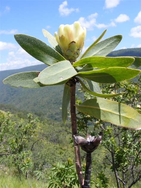 Flora Of Zambia Species Information Individual Images Protea Welwitschii