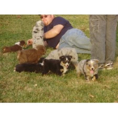 Review how much miniature australian shepherd puppies for sale sell for below. Lifetime Aussies, Miniature Australian Shepherd Breeder in Indiana, Pennsylvania