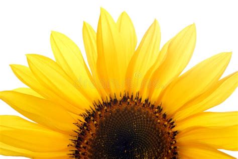 Sunflower Against White Background Stock Photo Image 11303748