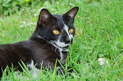 160 Black And White Cat With Yellow Eyes Stock Photos Pictures