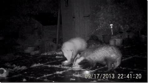 Dont Call Me Albino Erythristic Badgers Naturespy