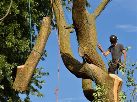 Several of my neighbors were so impressed that. Professional Tree Trimming & Tree Removal | Calvert City ...