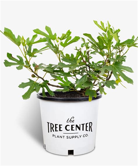 Little Miss Figgy™ Dwarf Fig For Sale Online The Tree Center