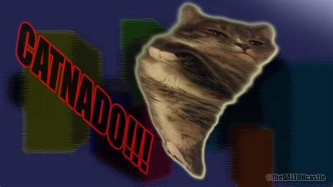 Catnado Tornado Picks Up Feral Cats In The Uk