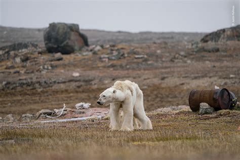 Photo Of A Starving Polar Bear Whose Hunting Has Been Affected By