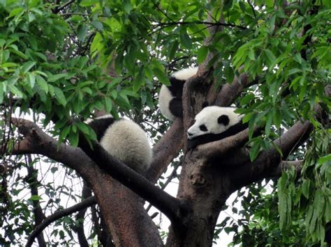 Baby Pandas In The Trees