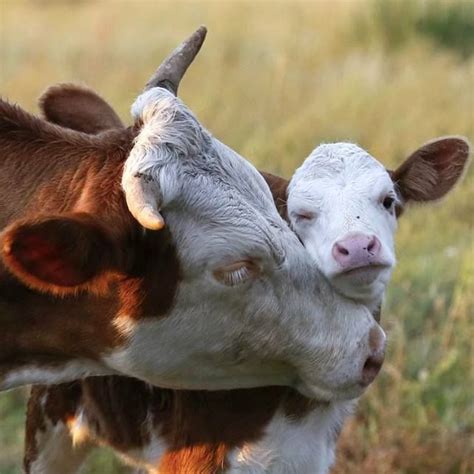 Hereford Mom And Baby Baby Cows Cute Cows Cow Pictures Cute Animal