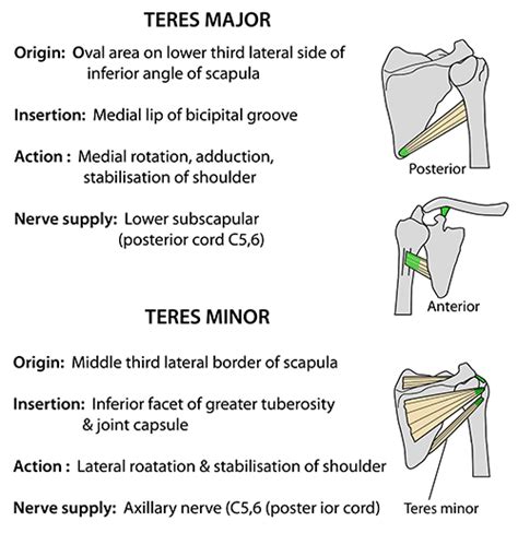 Instant Anatomy Upper Limb Muscles Teres Major And Minor