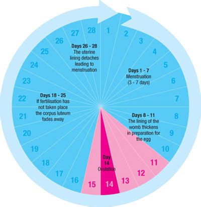 Ada juga yang meletakkan 3 hari sebelum dan selepas waktu subur. Tips Hamil | Mengira Waktu Subur | Sihat, Cantik & Bahagia