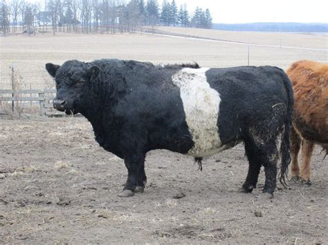 Belted Galloway Bull