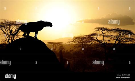 Cheetah At Sunset On Natioanl Park In Kenya Africa Stock Photo Alamy