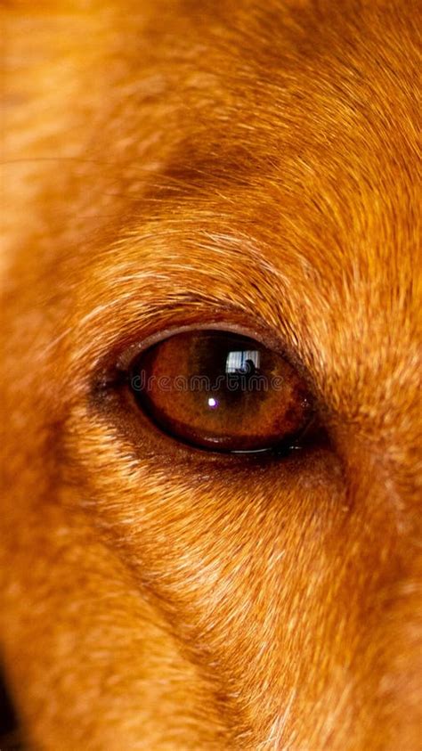 Close Up Eye Pupil Of Black Dog Dogs Eye Stock Image Image Of Angry