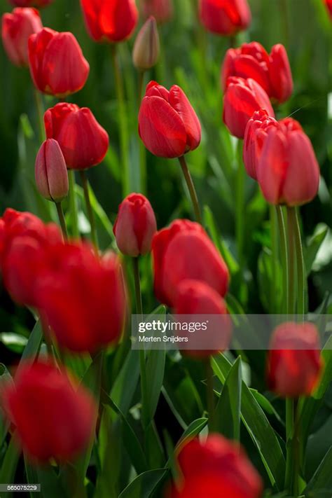 Red Tulip Flowers At Keukenhof High Res Stock Photo Getty Images