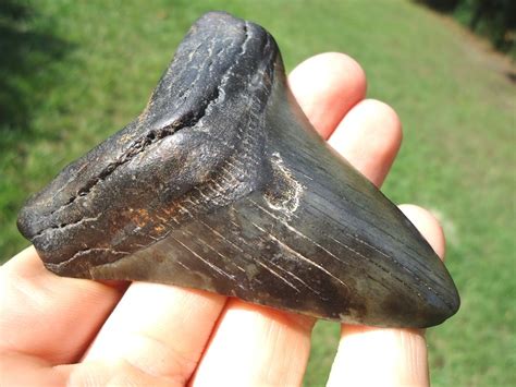 Excellent Megalodon Shark Tooth Recently Sold Fossils Prehistoric