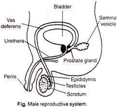 The reproductive system (the human body, how it works) randolph w.|ph.d. draw a labelled diagram to explain the male reproductive system - Biology - TopperLearning.com ...