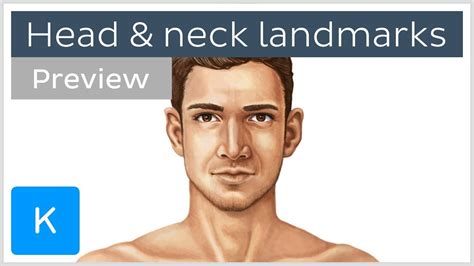 Surface Anatomy Landmarks Of The Head And Neck Preview Human Anatomy Kenhub Youtube