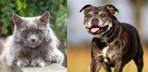 Choosing in home pet euthanasia. Perth home euthanasia - support and compassion for you