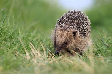 15 Amazing England National Animals and Where to Find Them | Day Out in