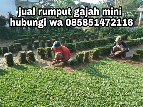 04 january 2021 • 5 mins read. HARGA JUAL RUMPUT GAJAH MINI DAN RUMPUT JEPANG SURABAYA ...