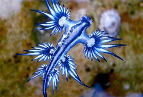 The only remaining traces of the dragons were skeletal remains and dragon eggs which are thought to have turned to. Dragón azul: la venenosa y rara criatura que apareció en ...