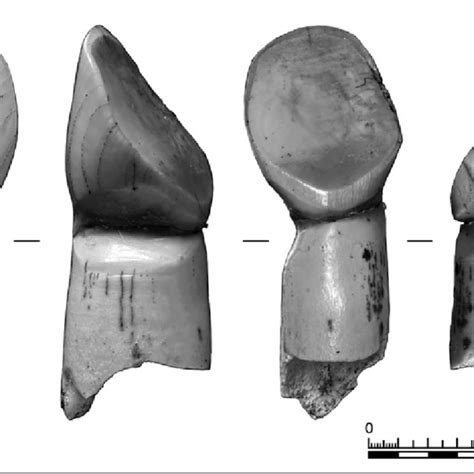 Incisors Of Cattle From Gorniy 1 Settlement Displaying Cuneiform