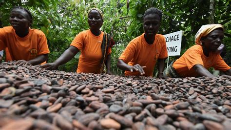 Volatile Cocoa Prices Are Pushing African Farmers Further Into Poverty