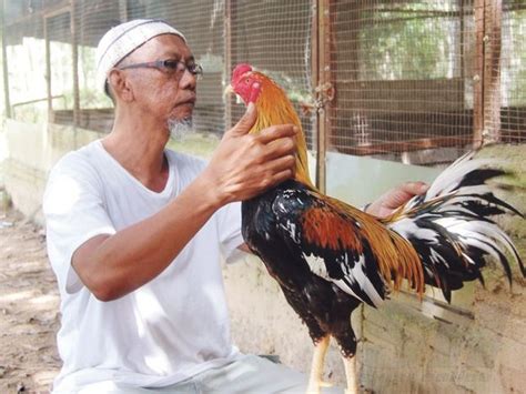 Ayam Ratu Jana Pendapatan Mahkama Menunjukkan Ayam Ratu Peliharaannya Yang Mencecah Ribuan