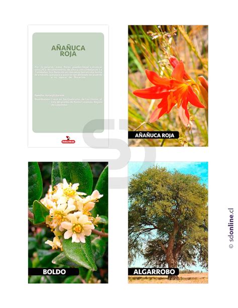 Láminas Conociendo Flora De Chile
