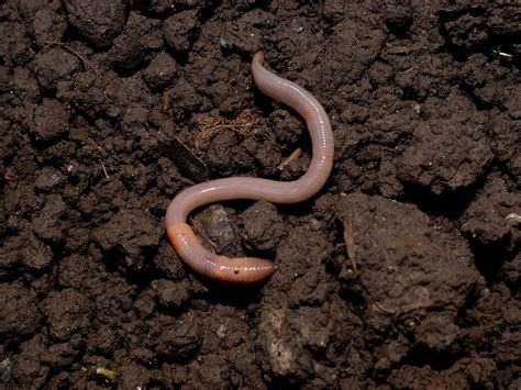 How Do Worms Move Through Hard Soil And How Far Can Ants See The