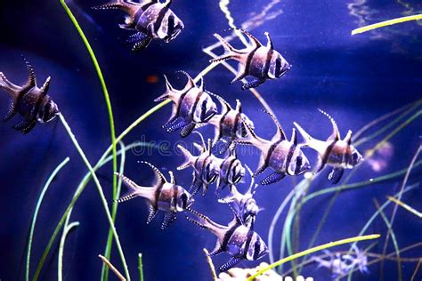 Fish In An Aquarium With Blue Background Stock Photo Image Of Light