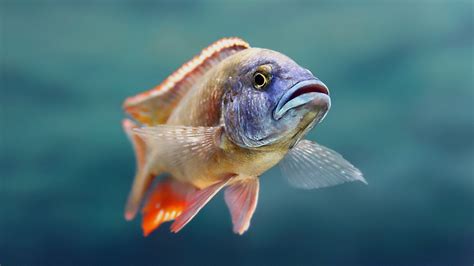 Fish Full HD Wallpaper and Background Image | 1920x1080 | ID:403211