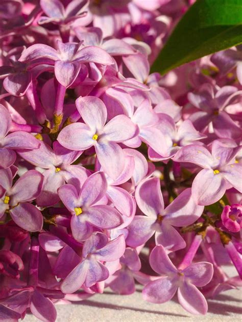 How To Grow And Care For A Japanese Lilac Tree Guide