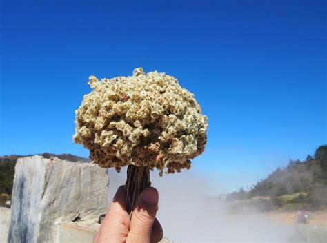 Kondisi ini menyebabkan spesies tanaman ini mengalami kelangkaan. Bunga Edelweis ( Edelweis Flower ) — Steemit