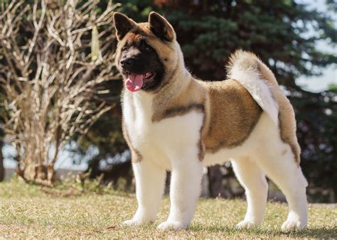 After the world war ii. American Akita Charakter, Haltung & Pflege - Hund ...