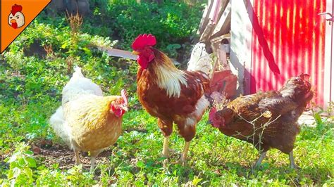 See more ideas about chickens and roosters, chickens, coloured feathers. Rooster and Chicken Videos - Farm Animals - Chicken Video ...