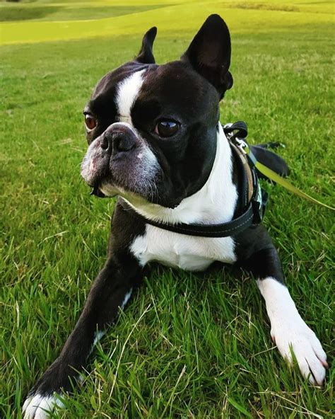 Boston Terrier World On Instagram 📸 By Brandonandpiggy 👉tap The