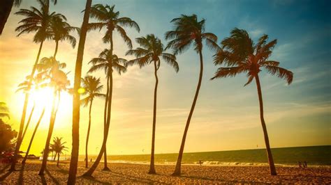 Tropical Beach Beautiful Sunset Palm Tree Sea People