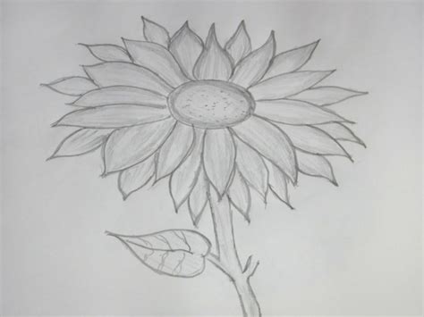 Sul tavolo di legno ci sono disegni, bussole, matita, elastico, righello modello senza cuciture con disegni a matita di fiori. 90 disegni a matita fra i più belli e sorprendenti con ...