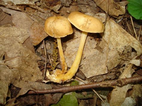 Some Ohio Finds Mushroom Hunting And Identification Shroomery