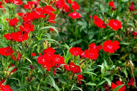 Annabelle Bertles Dianthus Full Sun Red Perennial Flowers Dianthus