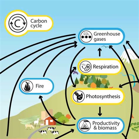 Carbon Cycle Understanding Global Change