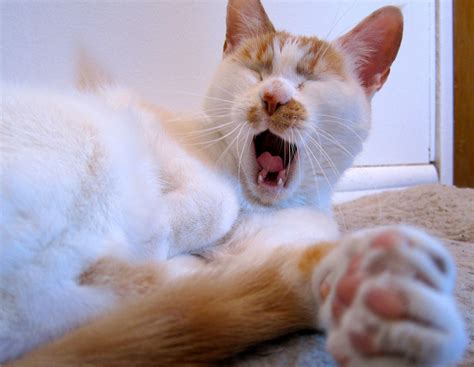 Cute Yawning Cat Ozzi Cat Australian National Cat Magazine And Cat