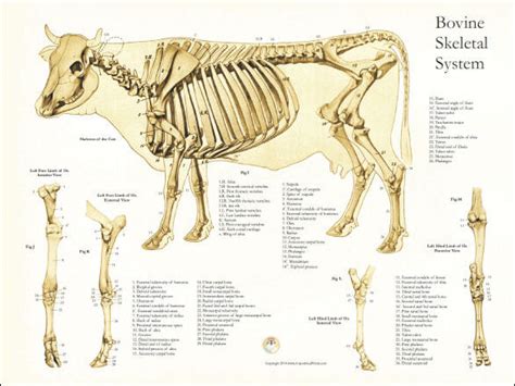 Skeletal Anatomy Of The Cow Poster